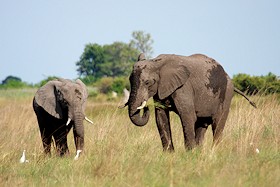 African Elephant - Loxodonta africana