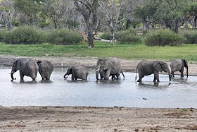 African Elephant - Loxodonta africana