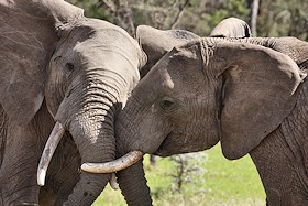 African Elephants Fighting - Loxodonta africana