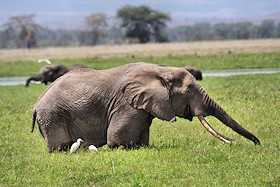 African Elephant - Loxodonta africana