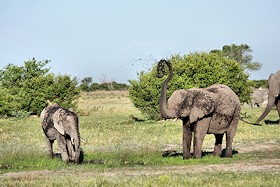 African Elephants Fun in the Mud  - Loxodonta africana