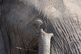 African Elephant close-up - Loxodonta africana